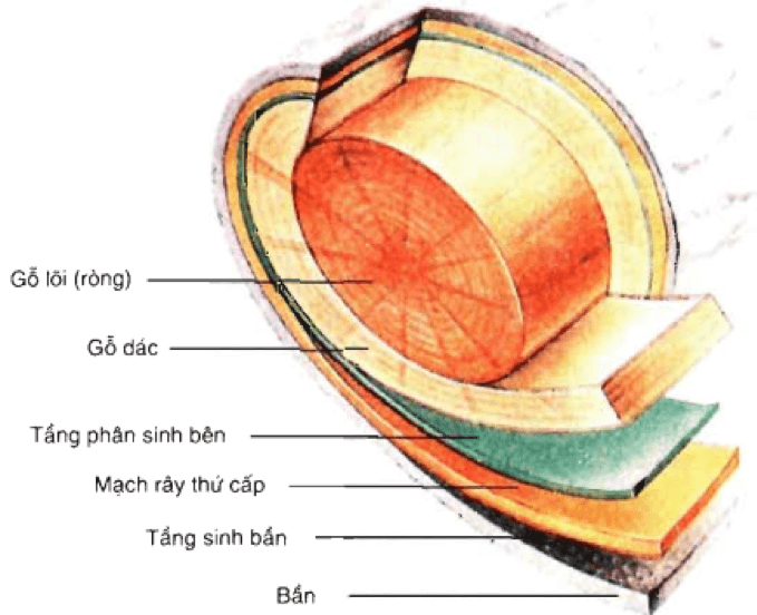 Đề thi Giữa kì 2 Sinh học 11 có đáp án (6 đề)