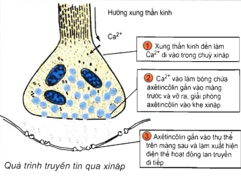 Đề thi Giữa kì 2 Sinh học 11 có đáp án (6 đề)