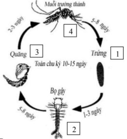 Đề thi Giữa kì 2 Sinh học 11 có đáp án (6 đề)