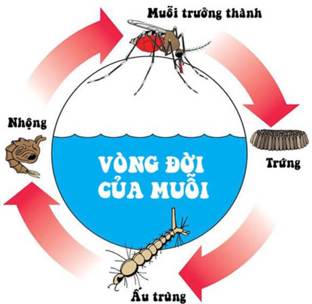 Bộ 3 đề thi Sinh học 11 Giữa kì 2 năm 2024 tải nhiều nhất