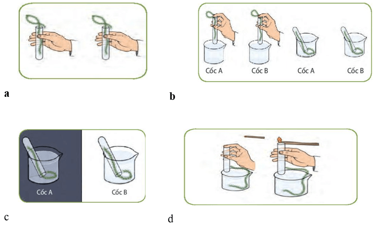 3 Đề thi Giữa kì 1 Sinh học 11 Kết nối tri thức (có đáp án + ma trận)