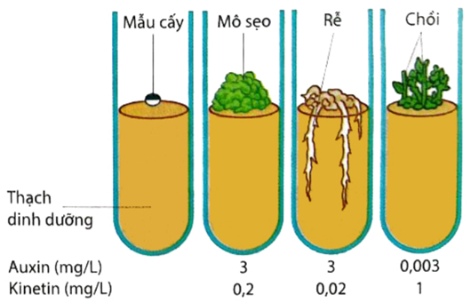 5+ Đề thi Giữa kì 2 Sinh học 11 Cánh diều (cấu trúc mới, có đáp án)
