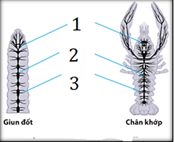 5+ Đề thi Giữa kì 2 Sinh học 11 Cánh diều (cấu trúc mới, có đáp án)