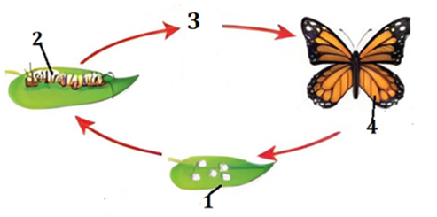 5+ Đề thi Giữa kì 2 Sinh học 11 Cánh diều (cấu trúc mới, có đáp án)