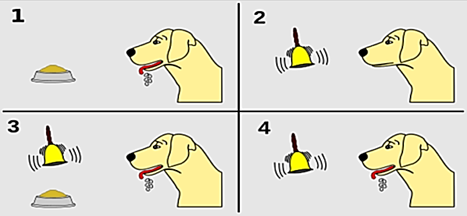 5+ Đề thi Giữa kì 2 Sinh học 11 Kết nối tri thức (cấu trúc mới, có đáp án)