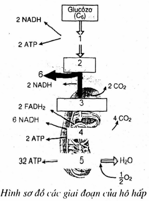 Bộ 20 Đề thi Sinh học 11 Giữa học kì 1 năm 2024 tải nhiều nhất