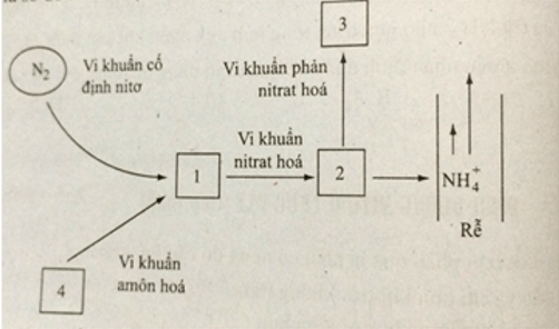 Đề thi Sinh học 11 Giữa học kì 1 năm 2024 có ma trận (15 đề)