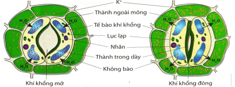 Đề thi Giữa kì 1 Sinh học 11 năm 2025-2026 trường THPT Hướng Hóa (Quảng Trị)