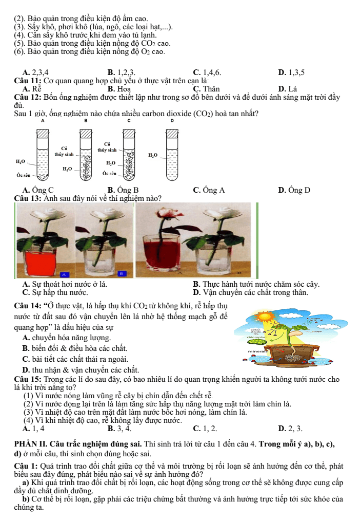 Đề thi Giữa kì 1 Sinh học 11 năm 2025-2026 trường THPT Số 1 Lê Hồng Phong (Đắk Lắk)