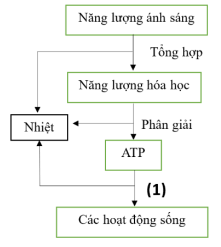 Đề thi Giữa kì 1 Sinh học 11 năm 2024-2025 trường THPT Thống Nhất A (Đồng Nai)