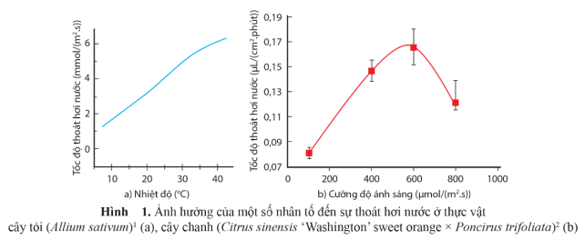 Đề thi Giữa kì 1 Sinh học 11 năm 2024-2025 trường THPT Thống Nhất A (Đồng Nai)