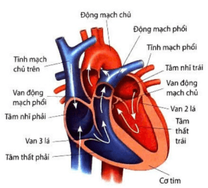 Đề thi Học kì 1 Sinh học 11 năm 2024-2025 Sở Bắc Ninh