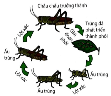 Đề thi Học kì 2 Sinh học 11 năm 2024-2025 Sở Bắc Ninh
