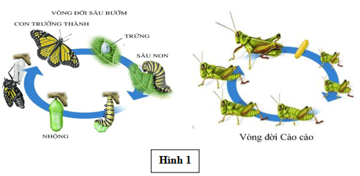 Đề thi Học kì 2 Sinh học 11 năm 2025-2026 Sở Bắc Ninh