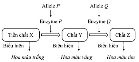 Đề khảo sát đầu năm Sinh học 12 năm 2025-2026 trường THPT Thuận Thành Số 1 (Bắc Ninh)
