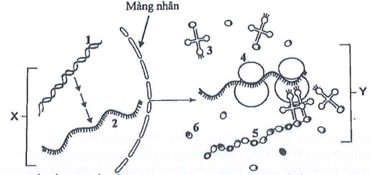 Đề thi Giữa kì 1 Sinh học 12 năm 2024-2025 trường THPT Dĩ An (Bình Dương)
