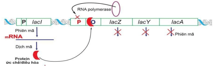 Đề thi Giữa kì 1 Sinh học 12 năm 2025-2026 trường THPT Lý Tự Trọng (Đà Nẵng)
