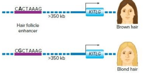 Đề thi Giữa kì 1 Sinh học 12 năm 2024-2025 trường THPT Thống Nhất A (Đồng Nai)