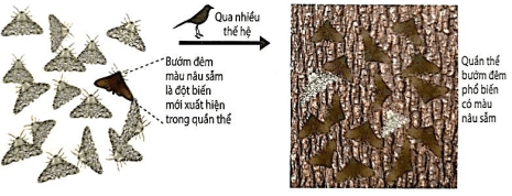 Đề thi Giữa kì 2 Sinh học 12 năm 2025-2026 trường THPT Duy Tân (Quảng Ngãi)