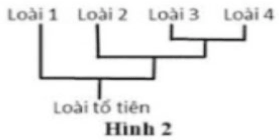 Đề thi Giữa kì 2 Sinh học 12 năm 2025-2026 trường THPT số 1 Lê Hồng Phong (Đăk Lăk)