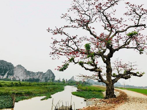 10 Đề thi Học kì 2 Tiếng Việt lớp 2 Cánh diều năm 2024 (có đáp án)