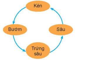 3 Đề thi Học kì 1 Tin học lớp 3 Kết nối tri thức (có đáp án) 