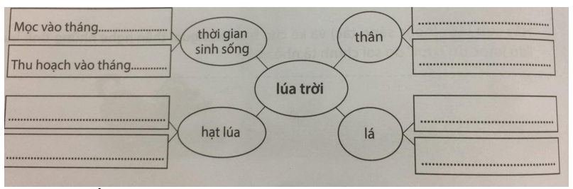 Phiếu bài tập cuối tuần Tiếng Việt lớp 5 Tuần 14 có đáp án (5 phiếu) | Đề kiểm tra cuối tuần Tiếng Việt 5