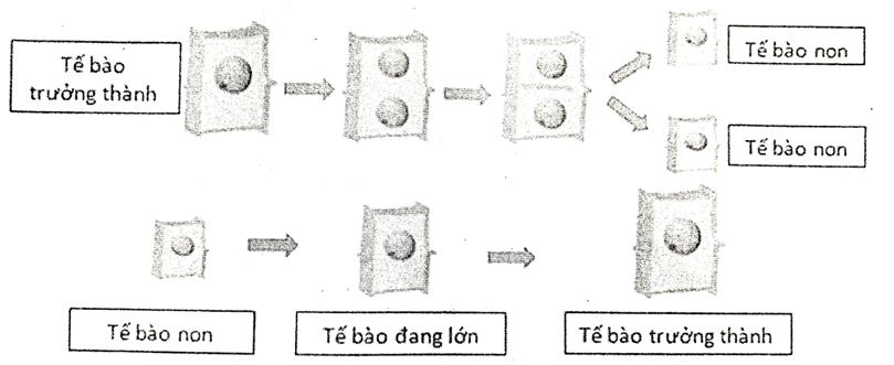 Đề cương ôn tập Học kì 1 KHTN 6 Kết nối tri thức (nối tiếp)