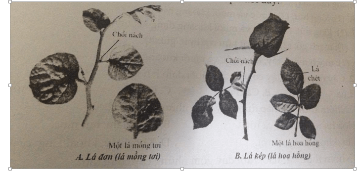 Đề kiểm tra Sinh học 6 có đáp án