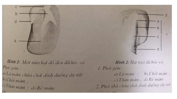 Đề kiểm tra Sinh học 6 có đáp án