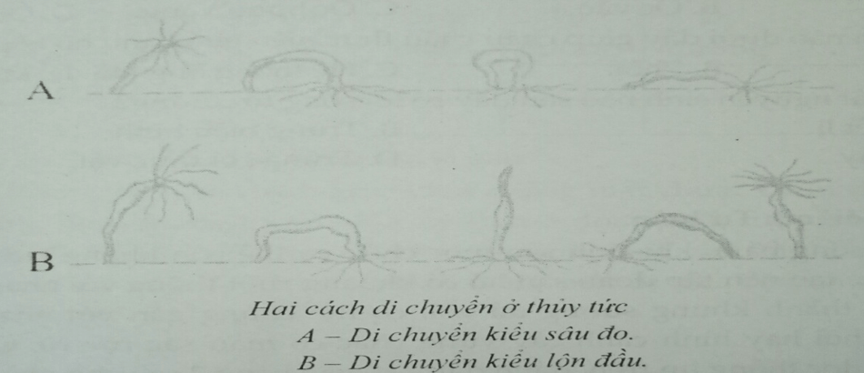 Đề kiểm tra Sinh học 7 có đáp án