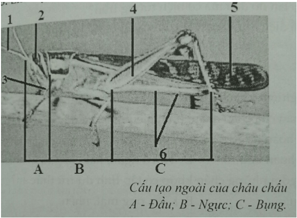 Đề kiểm tra Sinh học 7 có đáp án