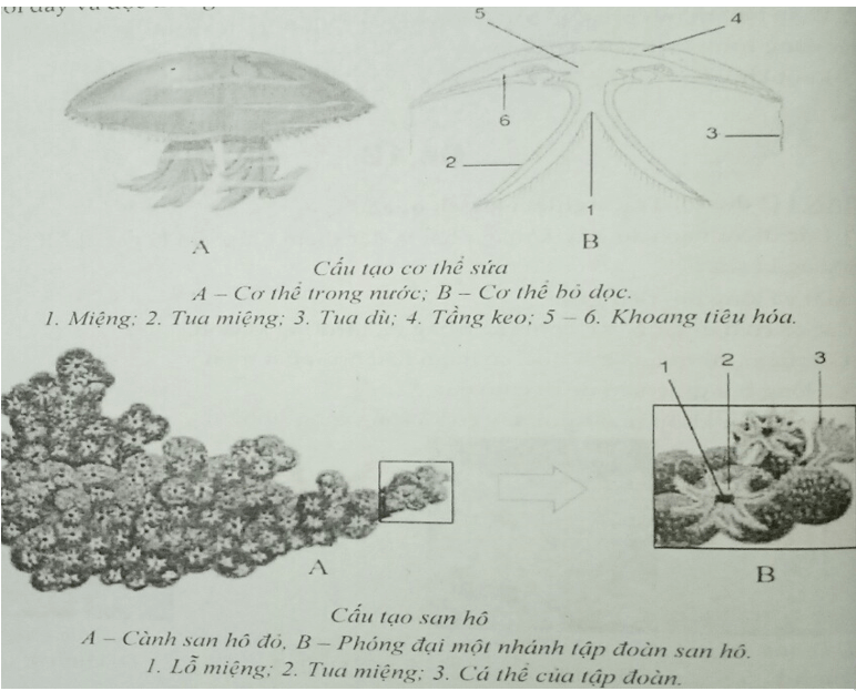 Đề kiểm tra Sinh học 7 có đáp án