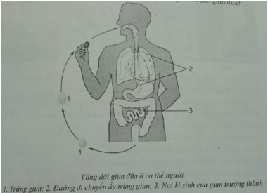 Đề kiểm tra Sinh học 7 có đáp án
