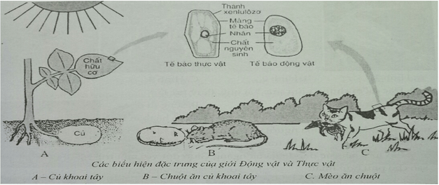 Đề kiểm tra Sinh học 7 có đáp án