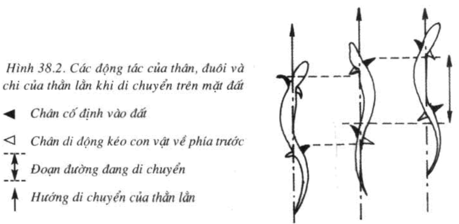 [Năm 2023] Đề thi Giữa kì 2 Sinh học lớp 7 có đáp án (6 đề) (ảnh 1)