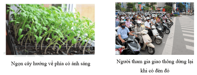 17 Đề thi Giữa kì 2 KHTN 7 Kết nối tri thức năm 2026 (có đáp án) | Đề thi Khoa học tự nhiên 7