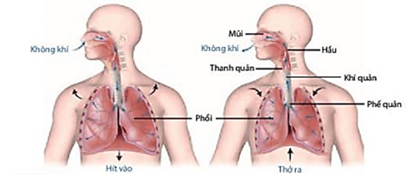 6 Đề thi Học kì 1 KHTN 7 Chân trời sáng tạo năm 2026 (có đáp án) | Đề thi Khoa học tự nhiên 7