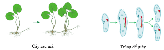 23 Đề thi Học kì 2 KHTN 7 Kết nối tri thức năm 2026 (có đáp án) | Đề thi Khoa học tự nhiên 7