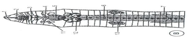 Bộ 20 Đề thi Sinh học lớp 7 Giữa học kì 1 năm 2024 tải nhiều nhất