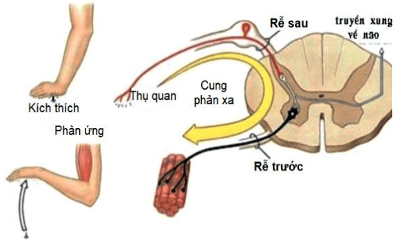 Đề thi Giữa kì 2 Sinh học 8 có đáp án (6 đề)