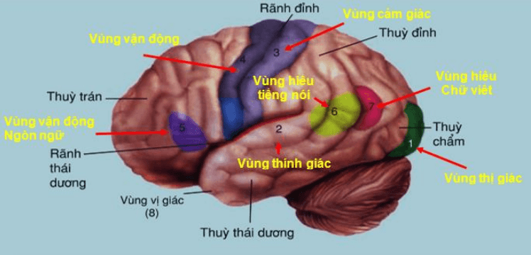 Đề thi Giữa kì 2 Sinh học 8 có đáp án (6 đề)