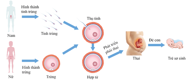 6+ Đề thi Giữa kì 2 Khoa học tự nhiên 8 Kết nối tri thức (cấu trúc mới, có đáp án)
