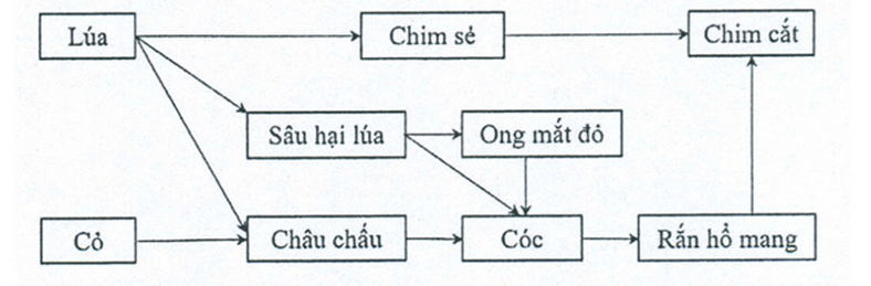 3 Đề thi Học kì 2 Khoa học tự nhiên 8 Kết nối tri thức (có đáp án + ma trận)