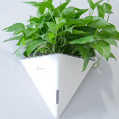 22 Đề thi Học kì 1 Toán 8 Chân trời sáng tạo (có đáp án, cấu trúc mới)