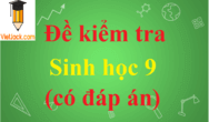 Top 100 Đề thi Sinh học lớp 9 năm 2024 học kì 1, học kì 2 có đáp án