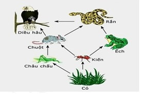 Bộ 3 đề thi Sinh học 9 Giữa kì 2 năm 2024 tải nhiều nhất