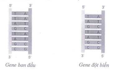 Đề thi Giữa kì 2 KHTN 9 năm 2025-2026 trường THCS Ngọc Lâm (Hà Nội)