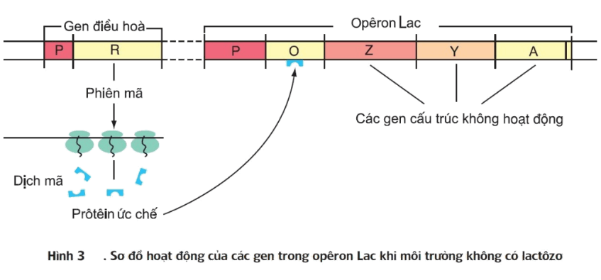 Đề thi giữa kì - Sinh 12 - có đáp án - đề 2