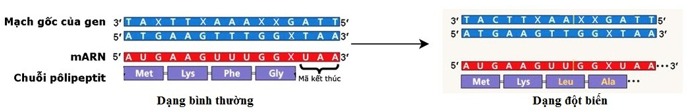 Đề thi giữa kì - Sinh 12 - có đáp án - đề 2